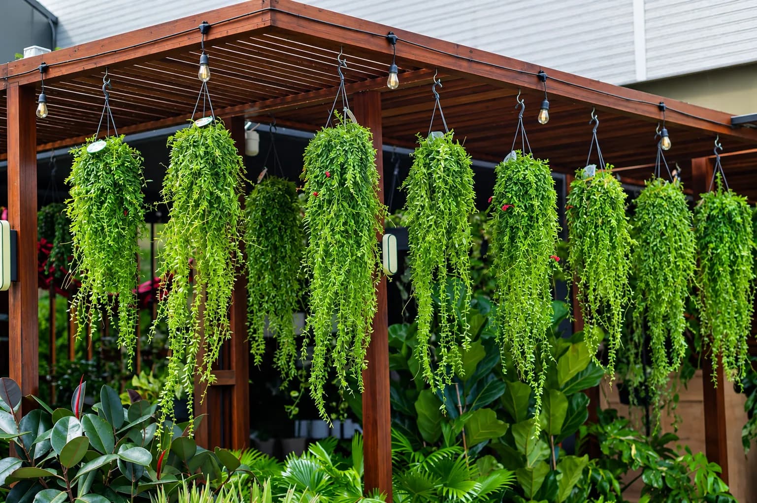 Covered pergola with lush hanging plants and festoon lighting